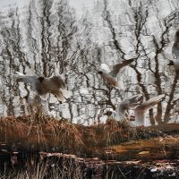 *** :: Виктория Поликарпова *** :: Виктория Поликарпова