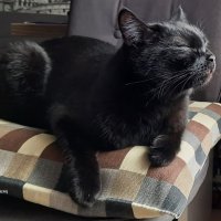 Я чувствую, я всегда чувствую... :: mveselnickij 