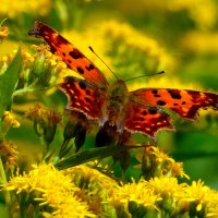 опять про бабочек...168 :: Александр Прокудин опять про бабочек...168 :: Александр Прокудин