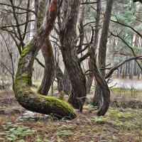 Танцующие деревья. :: Валентина Нефёдова Танцующие деревья. :: Валентина Нефёдова