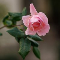 Декабрь :: Светлана Тихонина