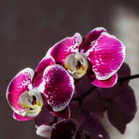 *** :: Виктор Иванович Чернюк *** :: Виктор Иванович Чернюк