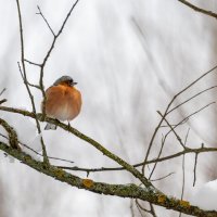 Неожиданно вернулась зима. Зяблик :: Владимир Лазарев Неожиданно вернулась зима. Зяблик :: Владимир Лазарев