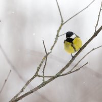 Неожиданно вернулась зима. Большая синица :: Владимир Лазарев Неожиданно вернулась зима. Большая синица :: Владимир Лазарев