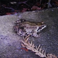 И в декабре гуляет :: Людмила Смородинская И в декабре гуляет :: Людмила Смородинская