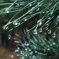 Всё в капельках :: Людмила Смородинская