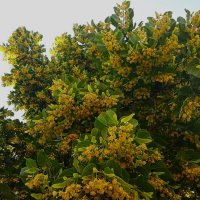 липовый цвет :: Елена Шаламова липовый цвет :: Елена Шаламова