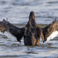 турпан. :: юрий макаров турпан. :: юрий макаров