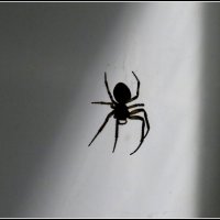 Полночный гость. :: Егор Бабанов Полночный гость. :: Егор Бабанов