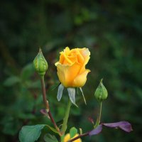 Роза. :: Александр. AVG100 ---