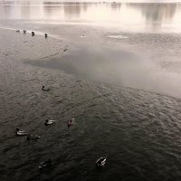 В заплыве участвовать решаются не все :: Hope В заплыве участвовать решаются не все :: Hope