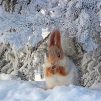 Алтайская-телеутка :: елена беликова