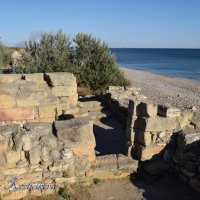 Природа Крыма :: Amazing Cosmea