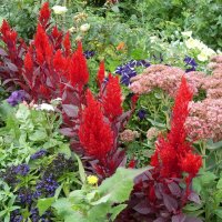 целлозия :: СЕРГЕЙ ФИЛОЧКИН