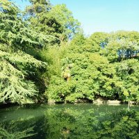 Адлер. Дендропарк "Южные культуры" :: Нина Бутко Адлер. Дендропарк "Южные культуры" :: Нина Бутко