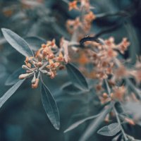 *** :: Елена Алексеева