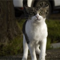 КОШКИ НАШЕГО ГОРОДА  :: ujgcvbif 