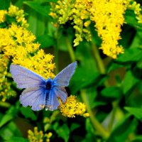 опять про бабочек...171 :: Александр Прокудин
