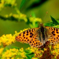 опять про бабочек...174 :: Александр Прокудин