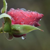 Завершение сезона, завтра обещают мороз... :: Надежда Куркина Завершение сезона, завтра обещают мороз... :: Надежда Куркина