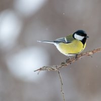 Синицы. Зима :: Владимир Лазарев Синицы. Зима :: Владимир Лазарев