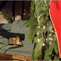 Хорошо устроился в фотозоне. :: Валерия Комова Хорошо устроился в фотозоне. :: Валерия Комова