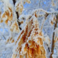 Зимний клён. :: nadyasilyuk Вознюк Зимний клён. :: nadyasilyuk Вознюк