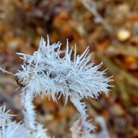 Травинка в инее. :: nadyasilyuk Вознюк Травинка в инее. :: nadyasilyuk Вознюк
