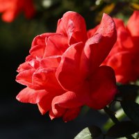 Доброе утро :: Юрий. Шмаков Доброе утро :: Юрий. Шмаков