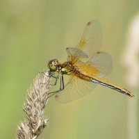 ..... :: Sergey (Apg)