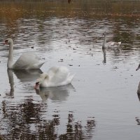 Лебеди в городском парке :: Рита Симонова Лебеди в городском парке :: Рита Симонова