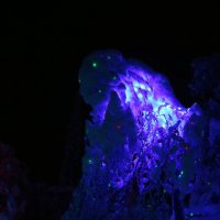 Ночь в Таинственном лесу :: Ольга Ночь в Таинственном лесу :: Ольга