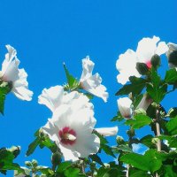 Просто цветы :: Натали 