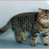 Экзот. :: Владимир Попов Экзот. :: Владимир Попов