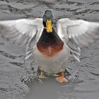 Сушу крылья! :: Валентина Нефёдова Сушу крылья! :: Валентина Нефёдова