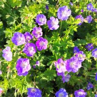 Просто цветочки! :: Надежда Просто цветочки! :: Надежда