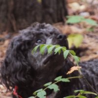 Охотничий азарт :: Дмитрий П Охотничий азарт :: Дмитрий П