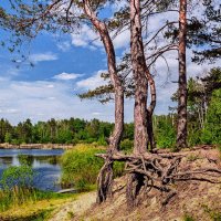 Лесное озеро :: Александр Тулупов