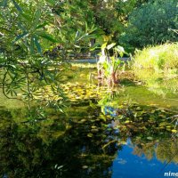 Адлер. Дендропарк "Южные культуры" :: Нина Бутко Адлер. Дендропарк "Южные культуры" :: Нина Бутко