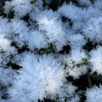 Пушисто :: Ольга Савельева 