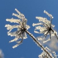 Морозко пришел :: Ольга Савельева 