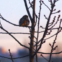 Холодно воробьихе... :: Юрий Куликов Холодно воробьихе... :: Юрий Куликов