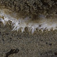 Берег Финского залива :: Vlad Krrr