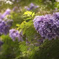 Жакаранда :: Svetlana Galvez Жакаранда :: Svetlana Galvez