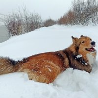 Собачья радость :: Павел Трунцев Собачья радость :: Павел Трунцев