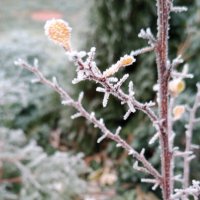 Хрупкость :: Юлия Петлякова