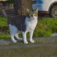 КОШКИ НАШЕГО ГОРОДА :: ujgcvbif КОШКИ НАШЕГО ГОРОДА :: ujgcvbif