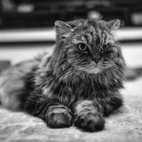 Удивляюсь и негодую одновременно ;-) :: Алексей Пышненко