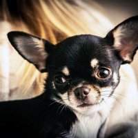 Братья меньшие. :: Юрий Яньков