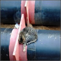 пригрелся... :: Любовь 